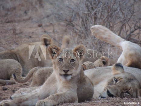 Picture of Cub and lioness